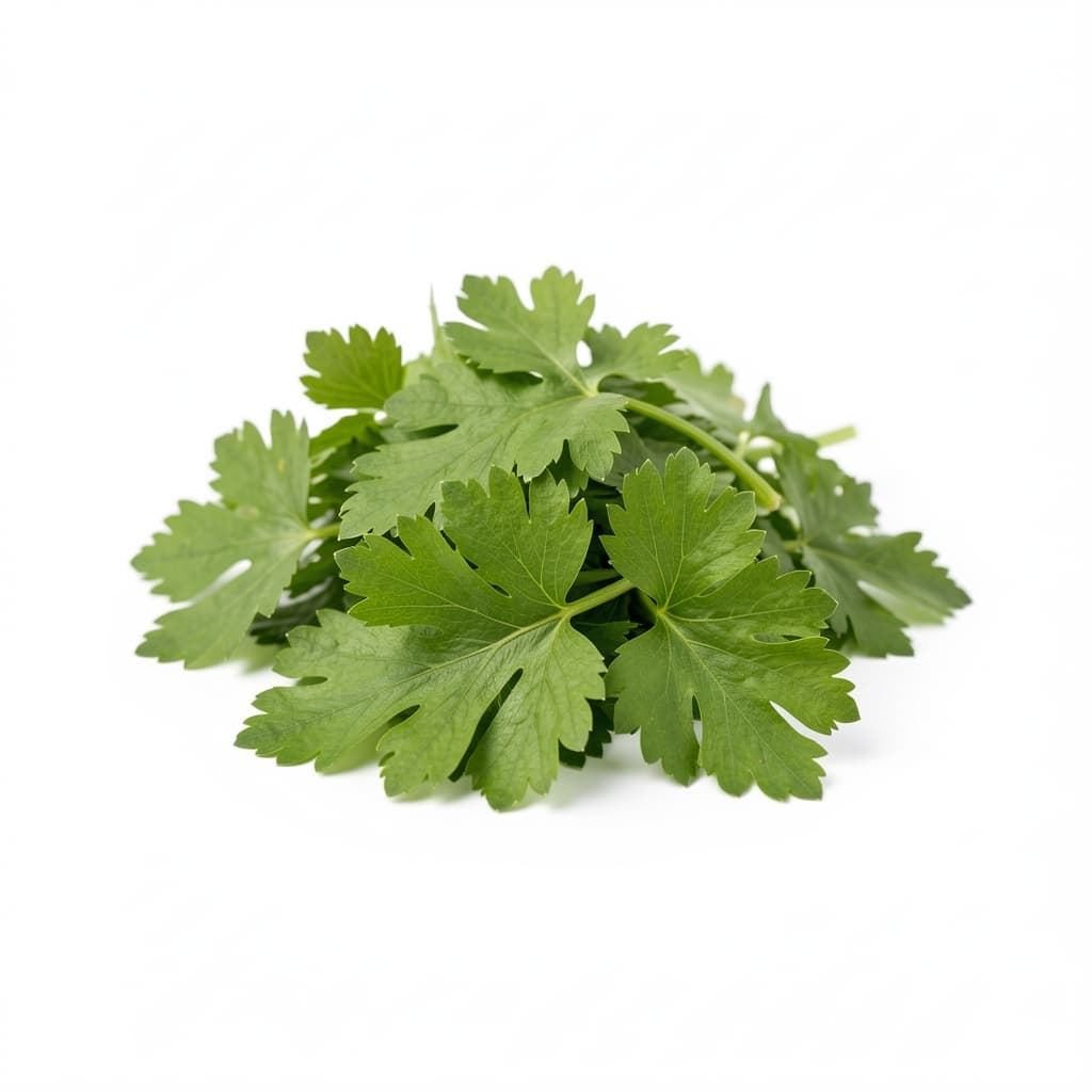 Celery Leaves