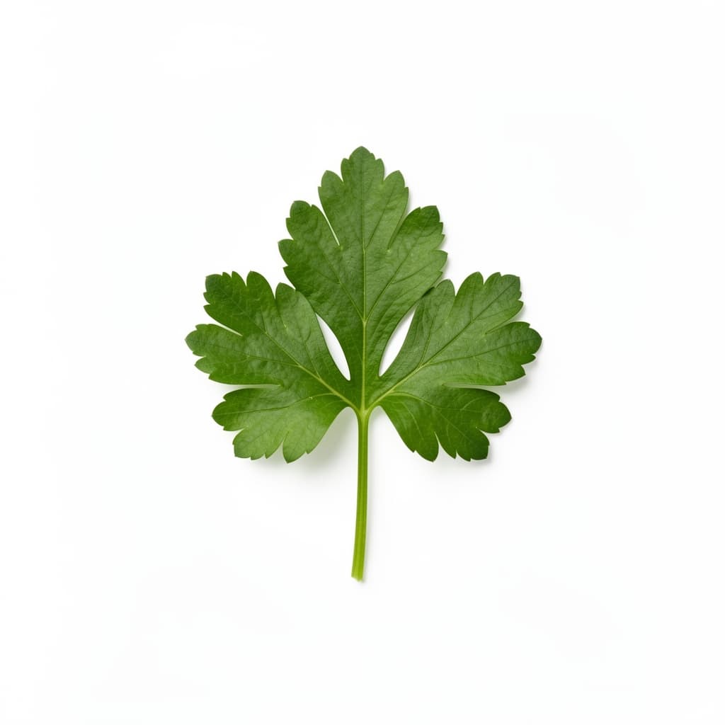 Flat Leaf Parsley