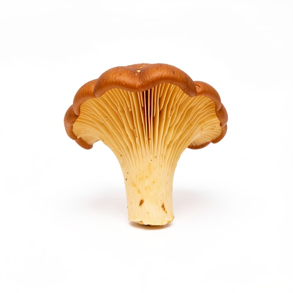 Chanterelle Mushrooms