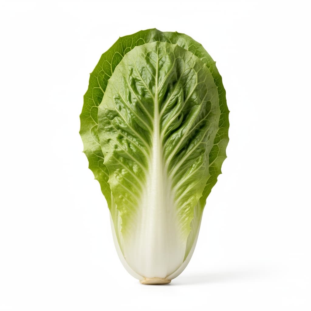 Iceberg Lettuce