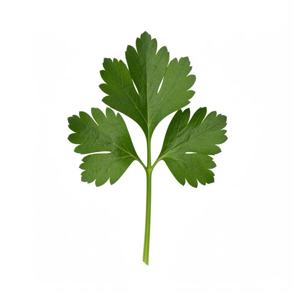 Parsley