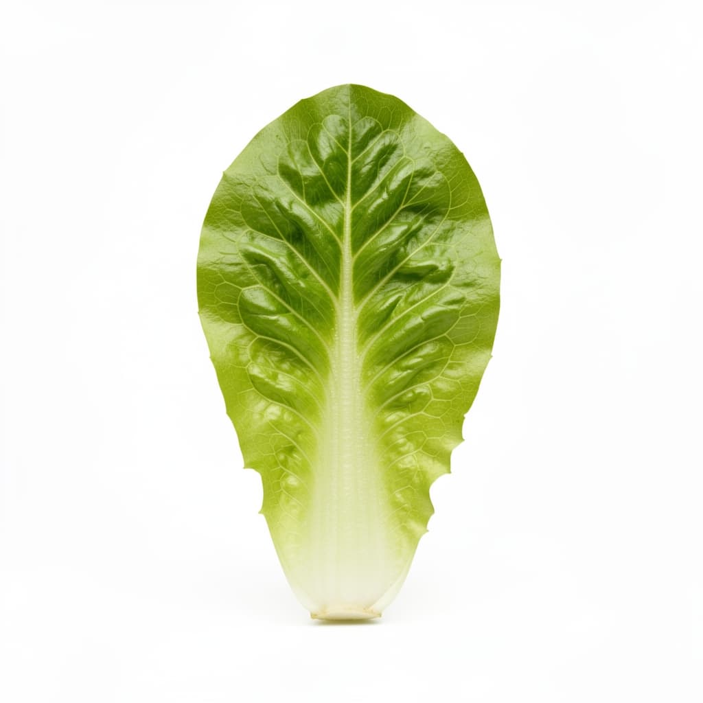 Lettuce