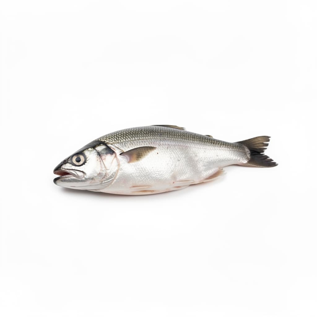 Herring