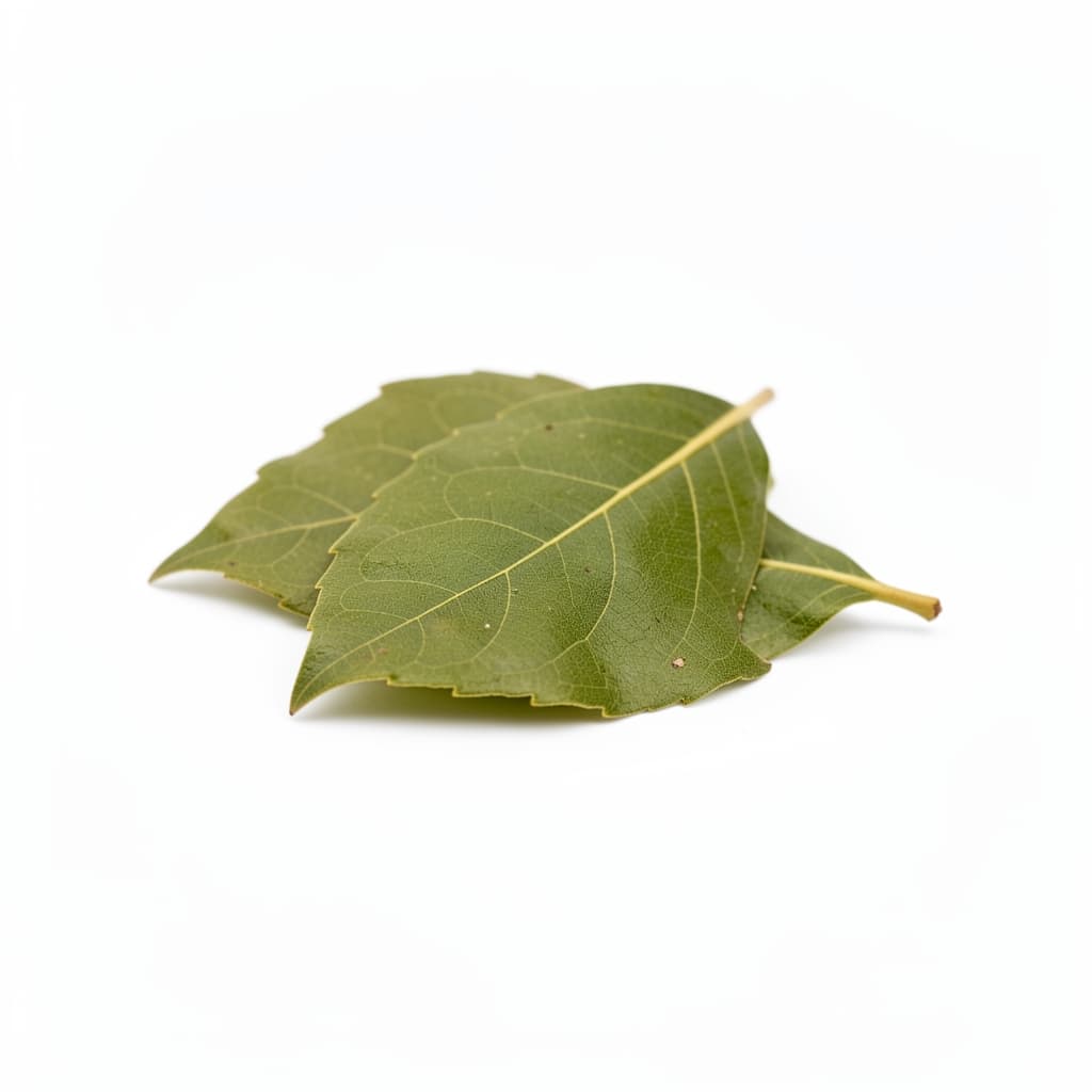 Bay Leaf