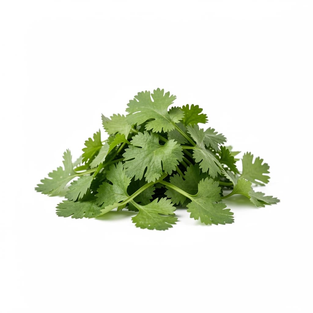 Cilantro