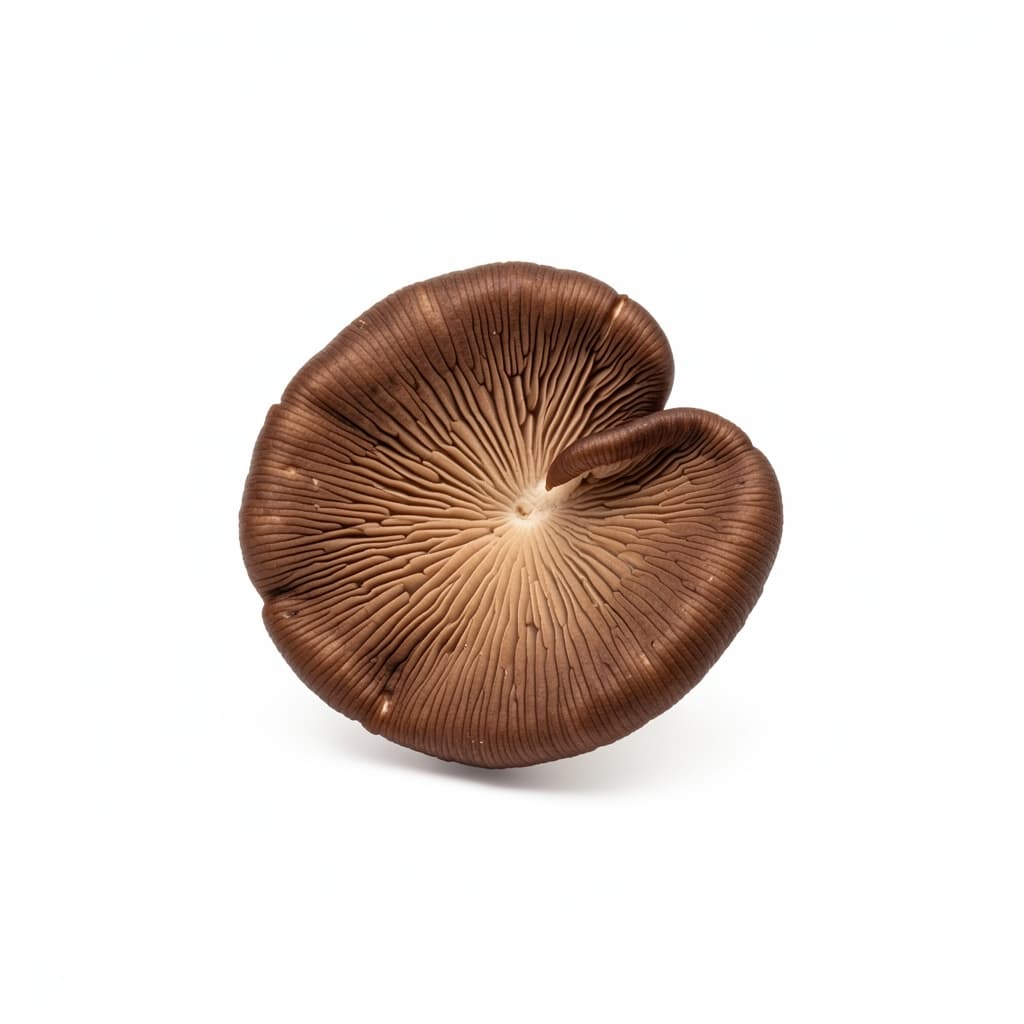 Wood Ear Mushrooms