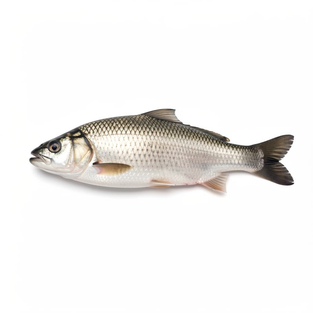 Fish