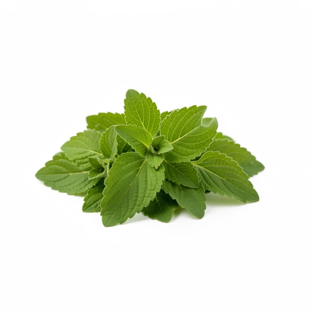 Tulsi leaves