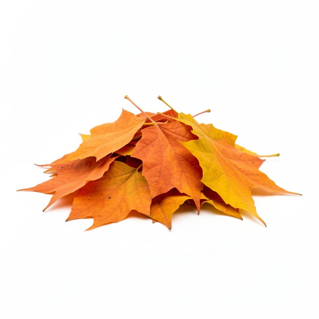 Pumpkin leaves or Spinach