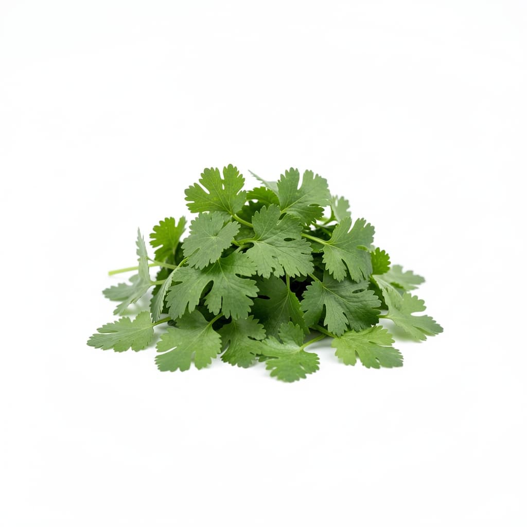 Fresh Cilantro