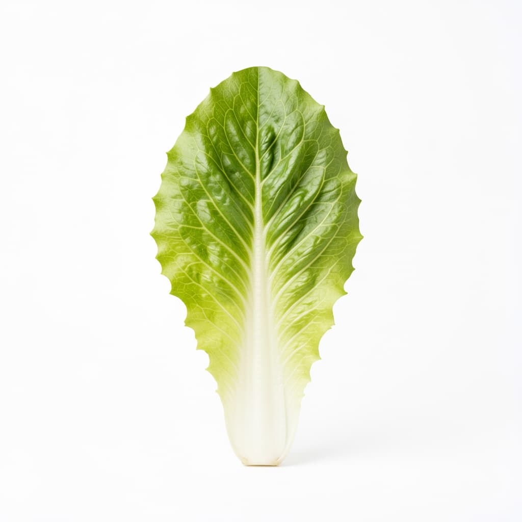Frisée lettuce