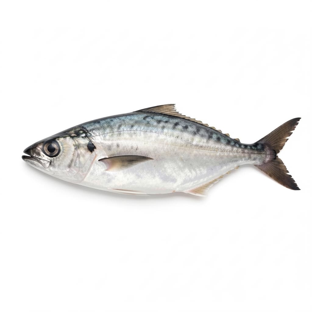 Kingfish