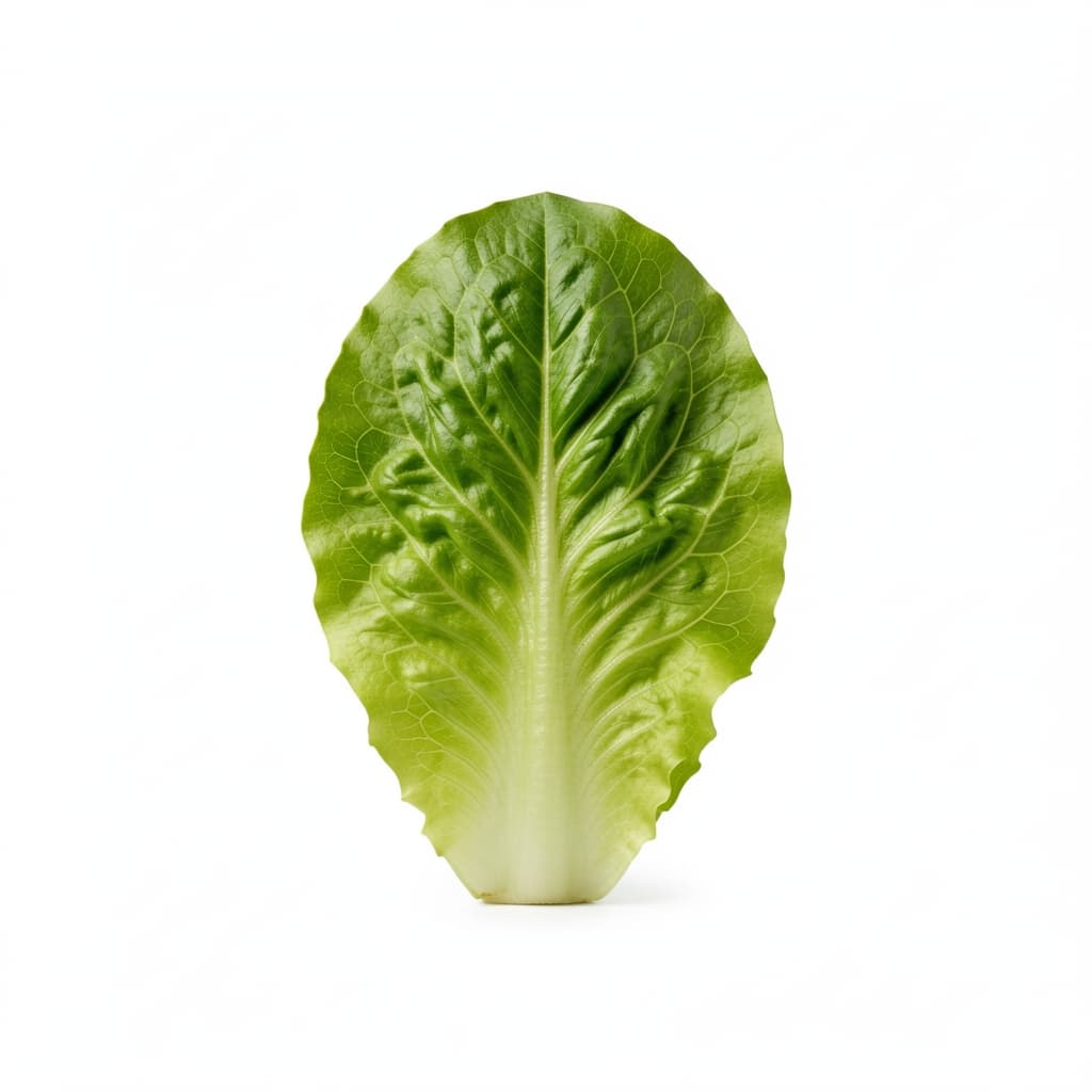 Fresh Lettuce