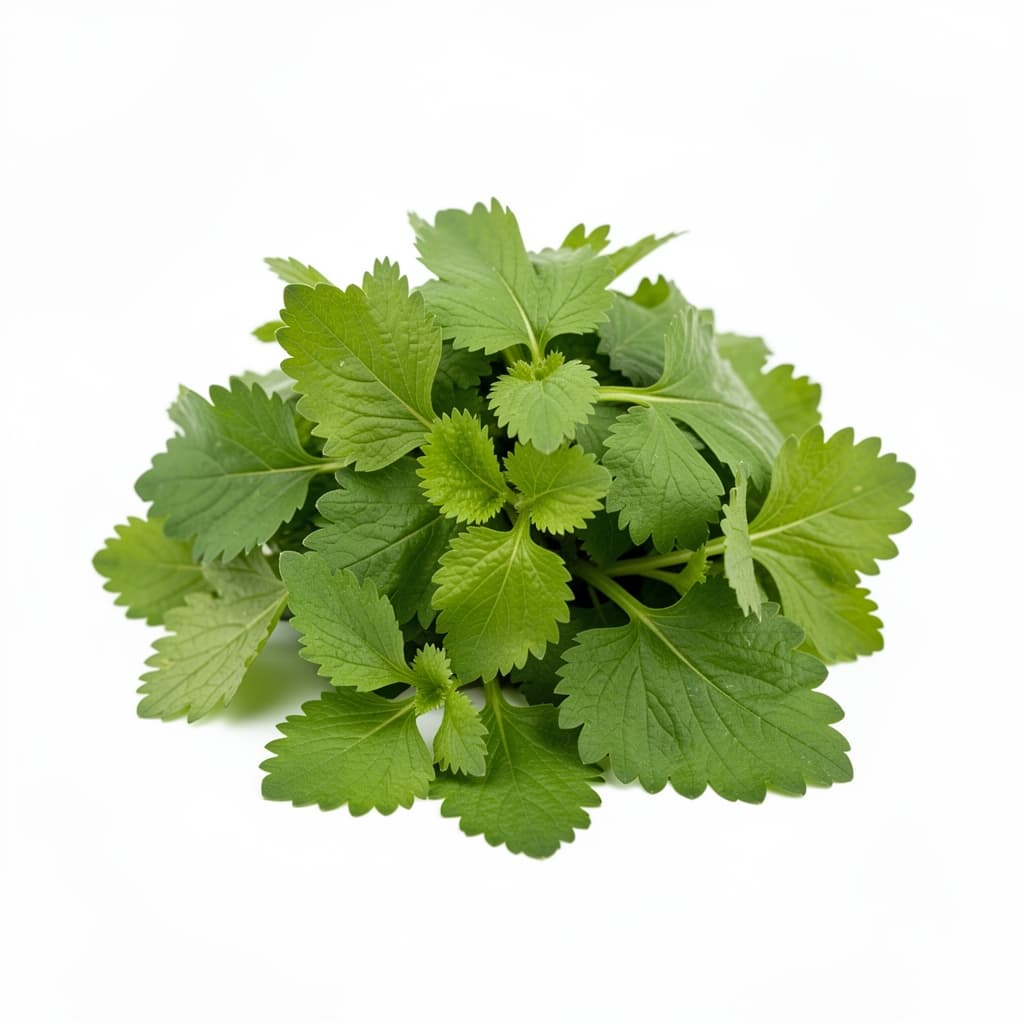 Vietnamese Coriander (Rau Răm)