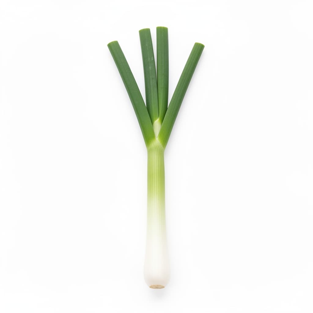Scallion white