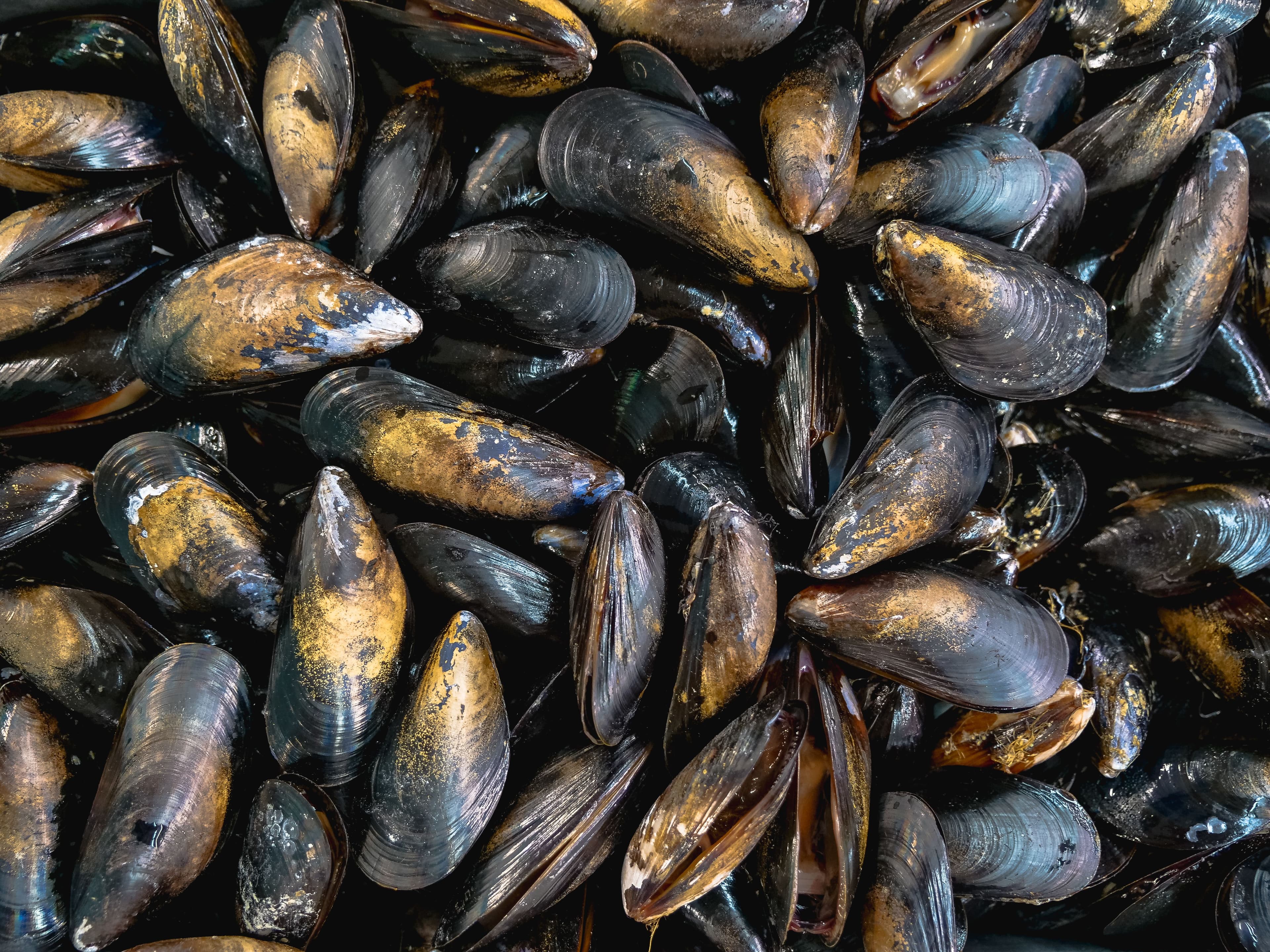 Green-Lipped Mussels NZ